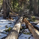 Trees on Meeks Creek trail