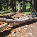 Tree Issues on Trails