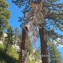 Dangerous Leaning Tree on PCT @ Echo