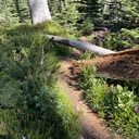 Blakely Trail - Trees/Obstacles cleared