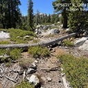 Rubicon Trail - Trees on the trail