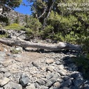 Mt. Tallac Trail - Trees across trail