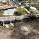 Lake of the Woods Trail - Log across the trail