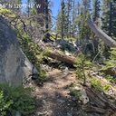 Logs on Meeks Bay Trail