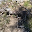 Down Tree and Brushing Lyons Creek Trail