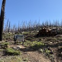 Down Trees: Ralston trail 6/15/26