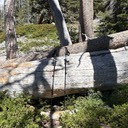 Trees: Triangle Lake Trail 6/29/26
