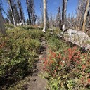Aug 6: Lyons trail vegetation