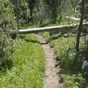 Red Peak Trail, start of log-out:  July 7, 2025