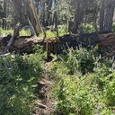 Red Peak Trail Log-out:  July 11, 2026