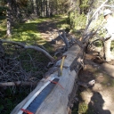 Lyon's Creek - Yet Another Log-out  -  June 11, 2018