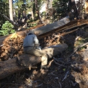 Red Peak Trail Partial Log-out:  October 30, 2020