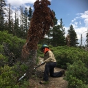 Highland Trail - Season’s Last Brushing/Log-out on the Trail - July 26, 2022