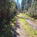Red Peak Trail logs June 23 '24