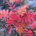 Island Lake & Dagger Lake, 10-21-2022