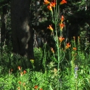 Grouse Lake, 8-3-2023