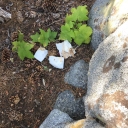 toilet paper mess at granite lake