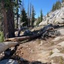 TYT down trees over trail