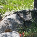Rattlesnake on Lyons Creek Trail