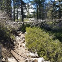 Grass Lake Trees on Trail