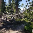 Logs on Velma Lakes Trail