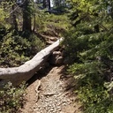 Trees down on Glen Alpine and Grass Lake trail