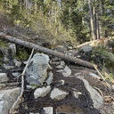 Eagle Falls Trail Trees