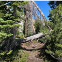 McConnell Loop, trees on trail
