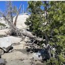 Twin Lakes Trail, tree on trail