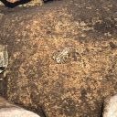 Lake Jabu - Yellow Legged Frogs