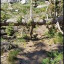 Phipps Pass to Middle Velma Jct