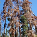 Stand of  Dead Trees