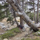 Hazard tree