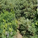 Obstructions on Trail to Half Moon Lake