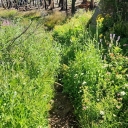 Lyon's Creek Trailhead 8/2/23