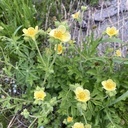Lyons Creek Wildflower Hike June 21, 2025