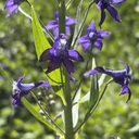 Wildflower-Geology June 26-27, 2026