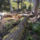 8/20/26 Red Peak Trail Logout