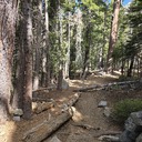 eagle falls trail head to eagle lake fallen trees